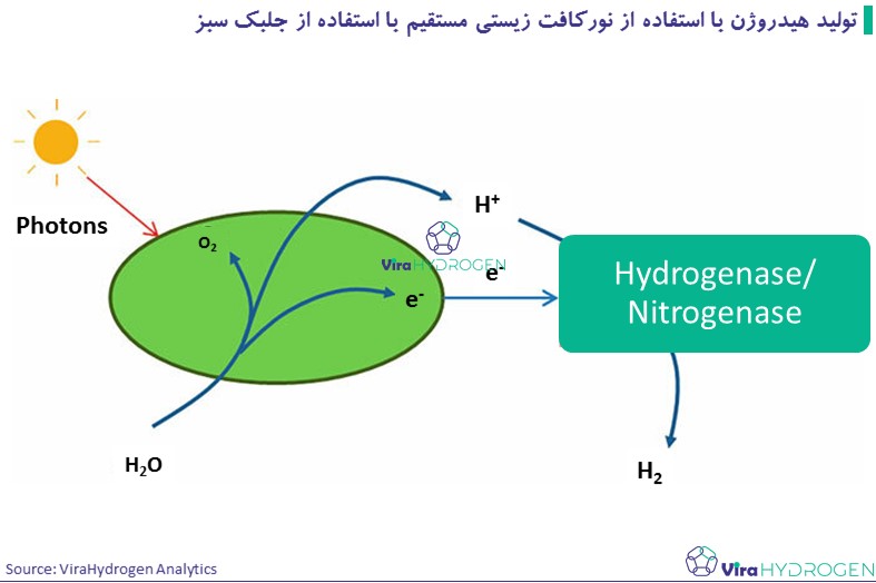 تولید هیدروژن با استفاده از نورکافت زیستی مستقیم با استفاده از جلبک سبز 